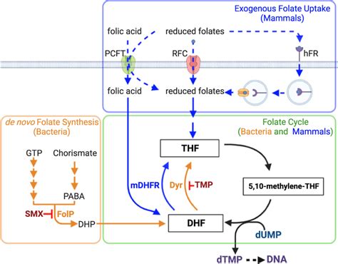 Folic Acid Pathway In Bacteria