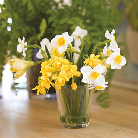 Paperwhite Narcissus Arrangement | Bloom UK