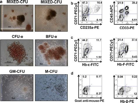 Morphologies And Surface Marker Expressions Of Hematopoietic CFU