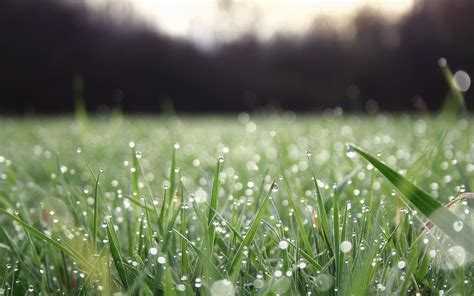 Wallpaper Sunlight Nature Field Water Drops Green Dew Leaf