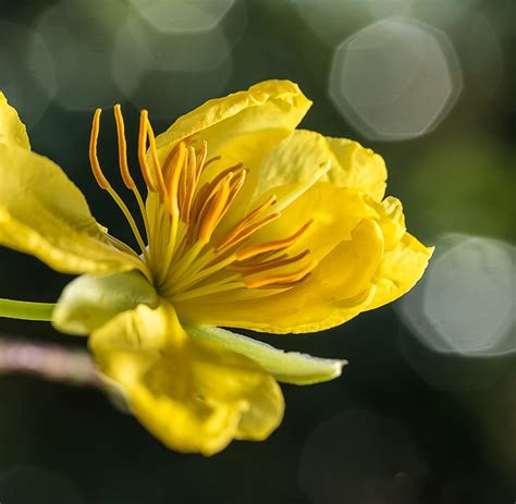 Hoa‬ Mai (Vietnam ) Flowering. | Pretty flowers, Flowers, Nature