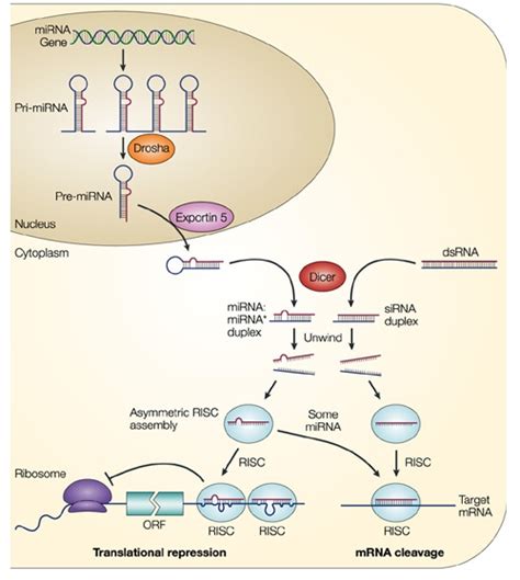 Microrna