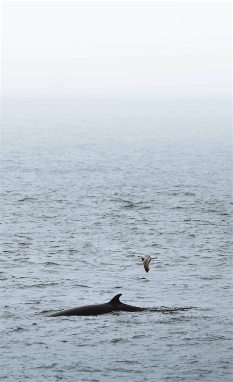 Whale in the Atlantic Ocean, | Premium Photo - rawpixel