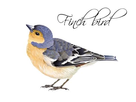 Gouldian Finch Bird Educational Game Royalty Free Vector