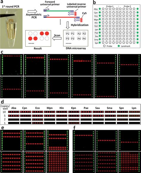 Plex Pcr Based On The Mph Hpm Strategy A The General Procedure Of