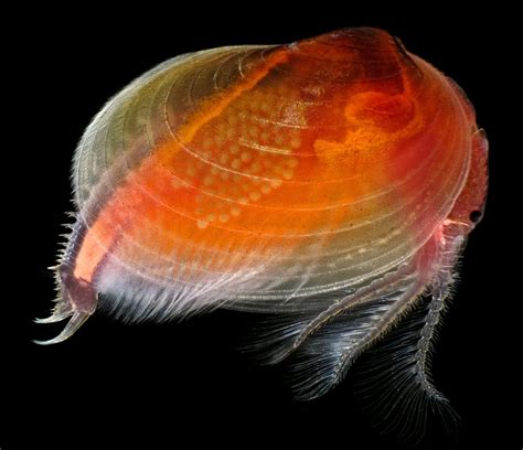 Clam shrimp from Alberta among winning images of tiny, beautiful things | CBC News