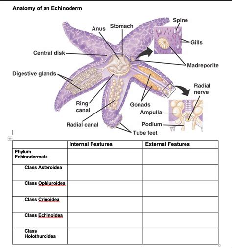 Echinodermata Anatomy