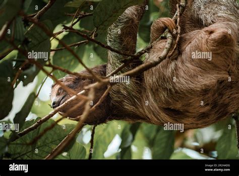 Cute Sloth Hanging On Tree Branch Perfect Portrait Of Wild Animal In