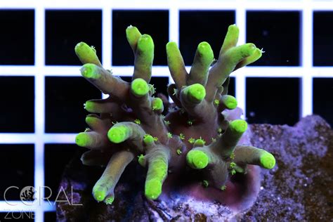 Acropora Caroliniana Coral Zone