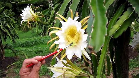 Hand Pollinating Dragon Fruit Pittaya Youtube