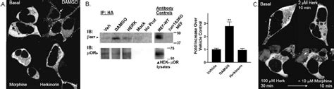 Agonist Induced Arrestin Interactions With Or In Hek Cells