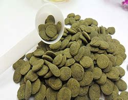 Выращивание водорослей в аквариуме