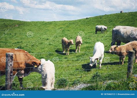 Las Vacas Pastorean Los Acantilados De Pasto De Moher Ireland Foto De