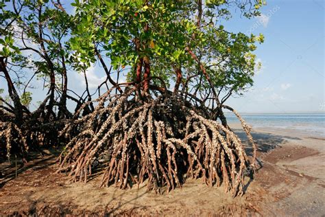 Mangrove tree ⬇ Stock Photo, Image by © EcoPic #2857413