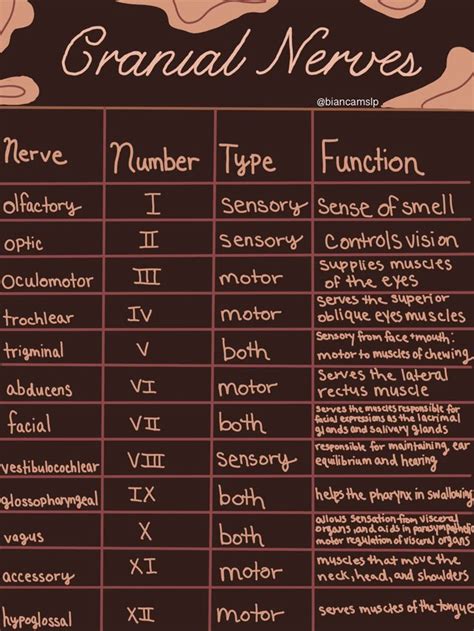 Comprehensive Cranial Nerves Chart Number Type And Function