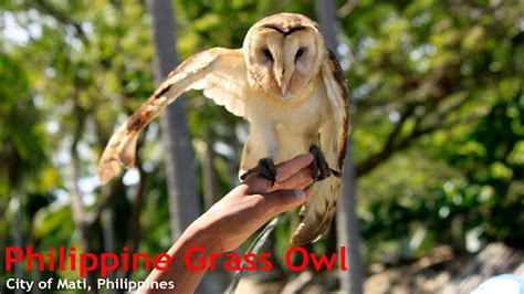 Wildlife To Witness Philippine Grass Owl Mesmerizing Mati