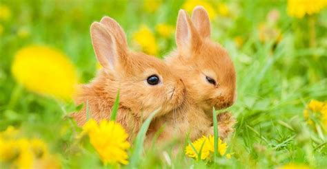 What Do Baby Rabbits Eat - A Complete Nutritional Guide