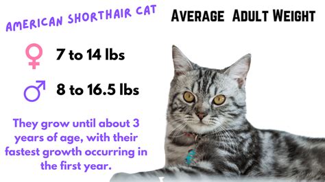 American Shorthair Cat Weight Calculator Manage Your Cats Health