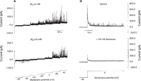 Figure 3 From The Influence Of Sarcoplasmic Reticulum Ca2