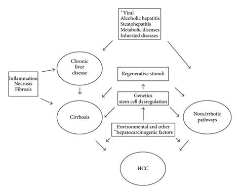 Basic Pathophysiology Of Hepatocellular Carcinoma Hcc Viral