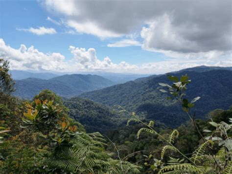 Trans Gunung Angsi: Bukit Putus to Ulu Bendul Loop - MeowtainPeople