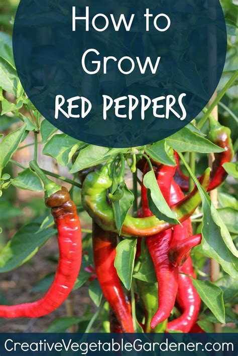 Guide To Growing Red Peppers Expert Tips For A Bountiful Harvest