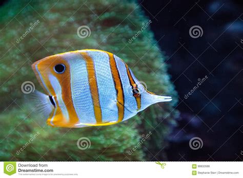 Copper Banded Butterflyfish Chelmon Rostratus Stock Photo Image Of