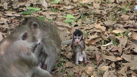 Cutest Baby Monkey Ever Youtube