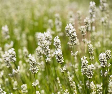 Best lavender varieties: 14 fragrant picks for every garden | Homes & Gardens