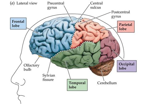 Symptoms Of Frontal Lobe Disease HealthRemedy123 Easy Health Remedy