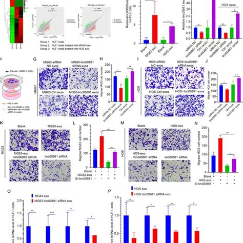 OS Derived Exosomal Linc00881 Promotes OS Lung Migration And Induces