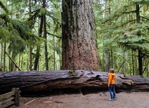 Where To Find Big Trees On Vancouver Island British Columbia