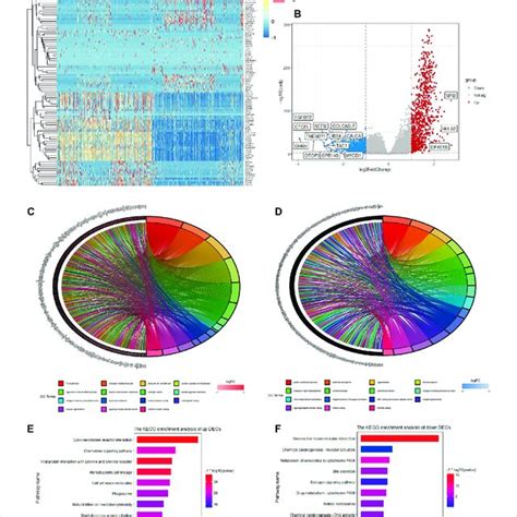 Heatmap Volcano Plot And Enrichment Analysis Of Go And Kegg For Degs