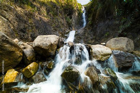 Flores y plantas silvestres en los andes del Perú Stock Photo | Adobe Stock