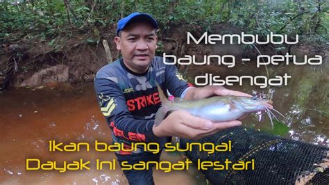 Bubu Baung Sungai Hutan Dayak Ikan Baung Di Sungai Ini Sangat Lestari