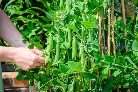 Tips For Growing Peas In Containers Gardeners Path