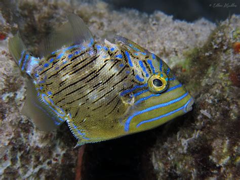 Baby Triggerfish Photo Ellen Muller Photos At