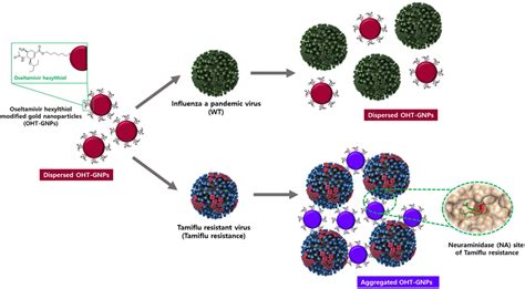 Schematic Illustration Of Colorimetric Assay For Tamiflu Resistance