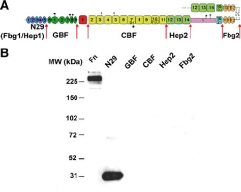 Localization Of Fib Binding Site In Human Fibronectin A Schematic