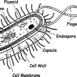 The schematic diagram of bacterial cell structure. | Download ...