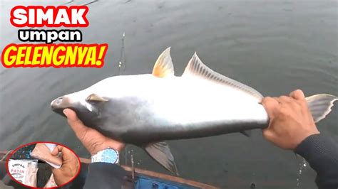 Perhatikan Umpan Yang Membuat Ikan Besar Ini Nyerah Mancing Patin