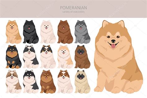 Pomerania Alem N Spitz Clipart Distintas Poses Colores Del Abrigo