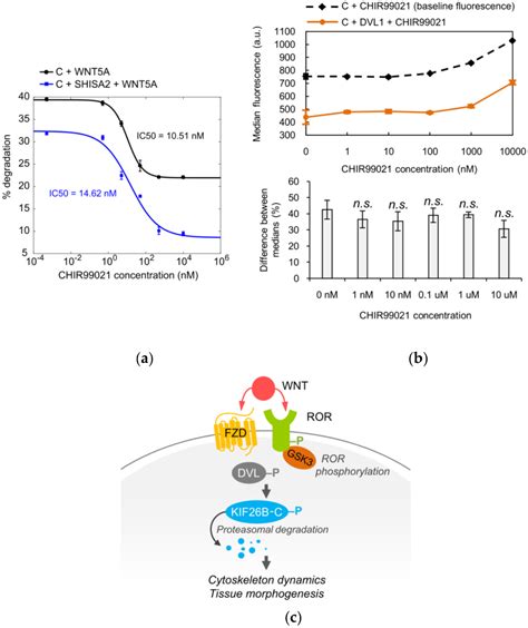 Genes Free Full Text Identification Of A WNT5A Responsive