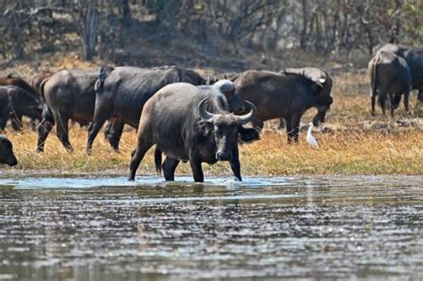 80 Cape Buffalo Attack Stock Photos Pictures And Royalty Free Images