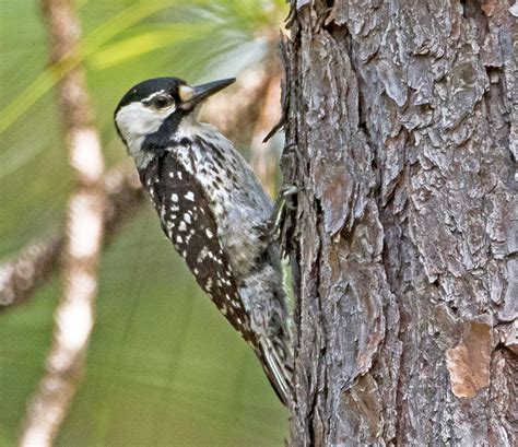 Federal proposal would remove key protections for endangered red