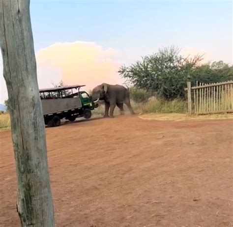 Videos Show Terrifying Moment Bull Elephant Lifts Safari Truck Abc News