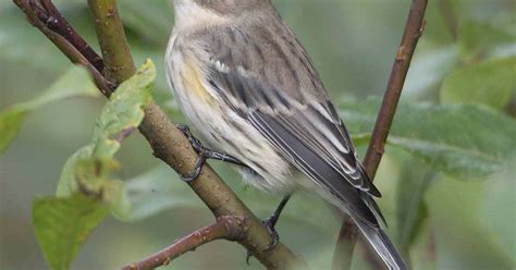 Yellow Rumped Warbler Song Migration Diet Facts Habitat