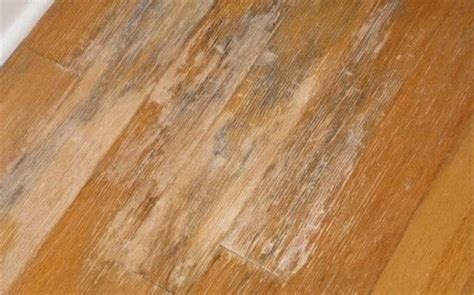 Signs Of Mold Under Hardwood Floors And How To Remove It