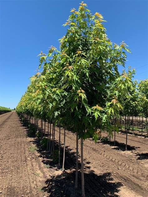 Symatree Maple J Frank Schmidt Son Co