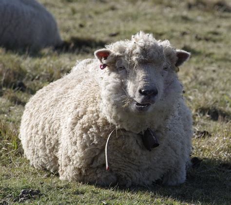 Verschwenderisch Supermarkt Identit T Wolle Schaf Armut Debatte Kosten